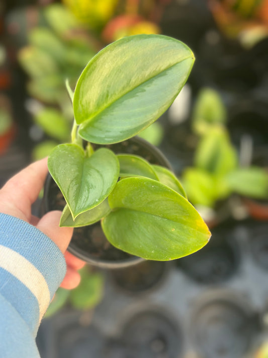 4" Scindapsus Stirling Silver