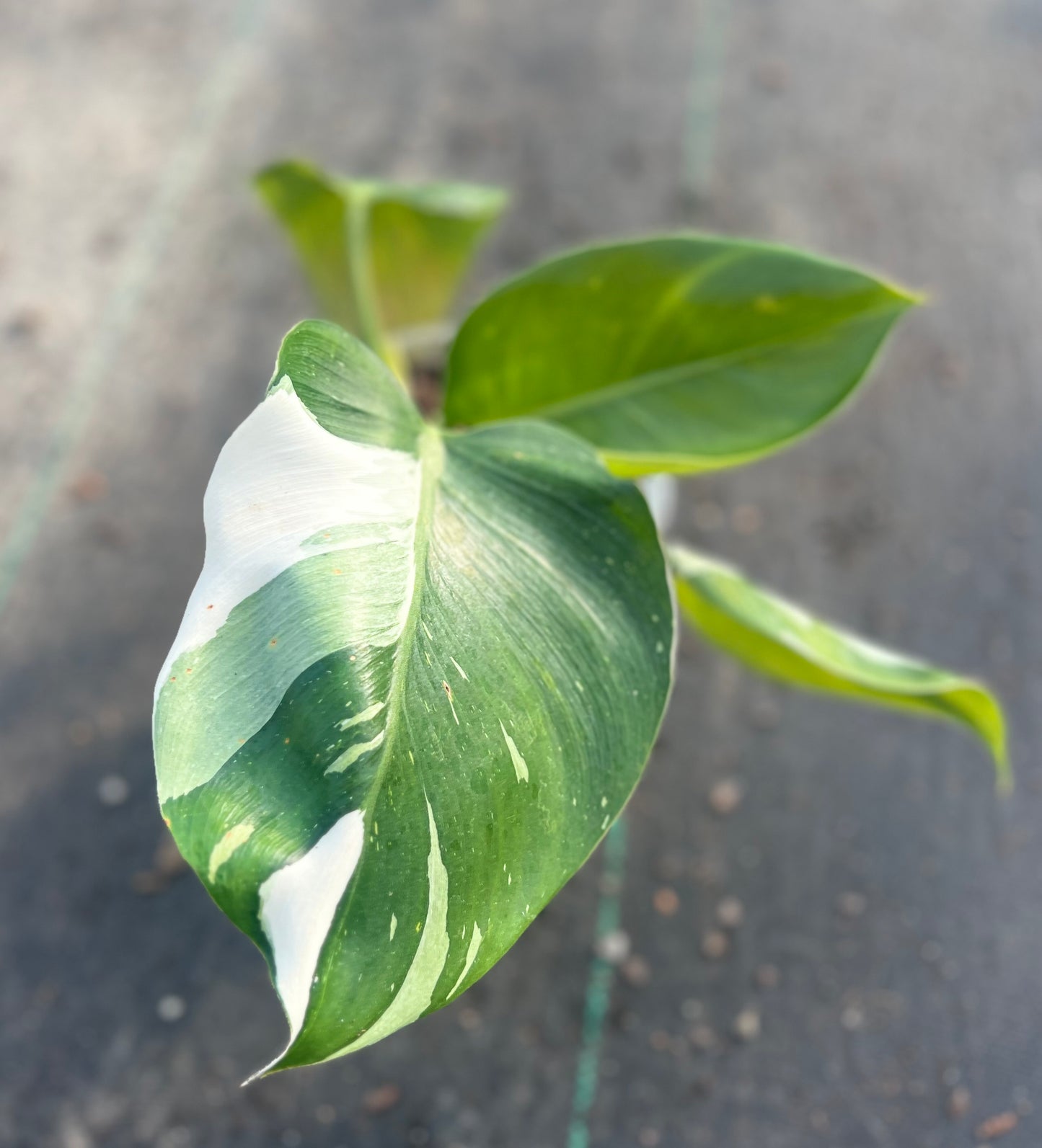 6" Philodendron White Wizard