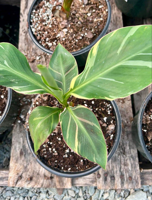 6" Musa NoNo Pink Variegated