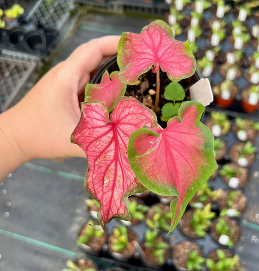 4" Caladium Fairytail Princess