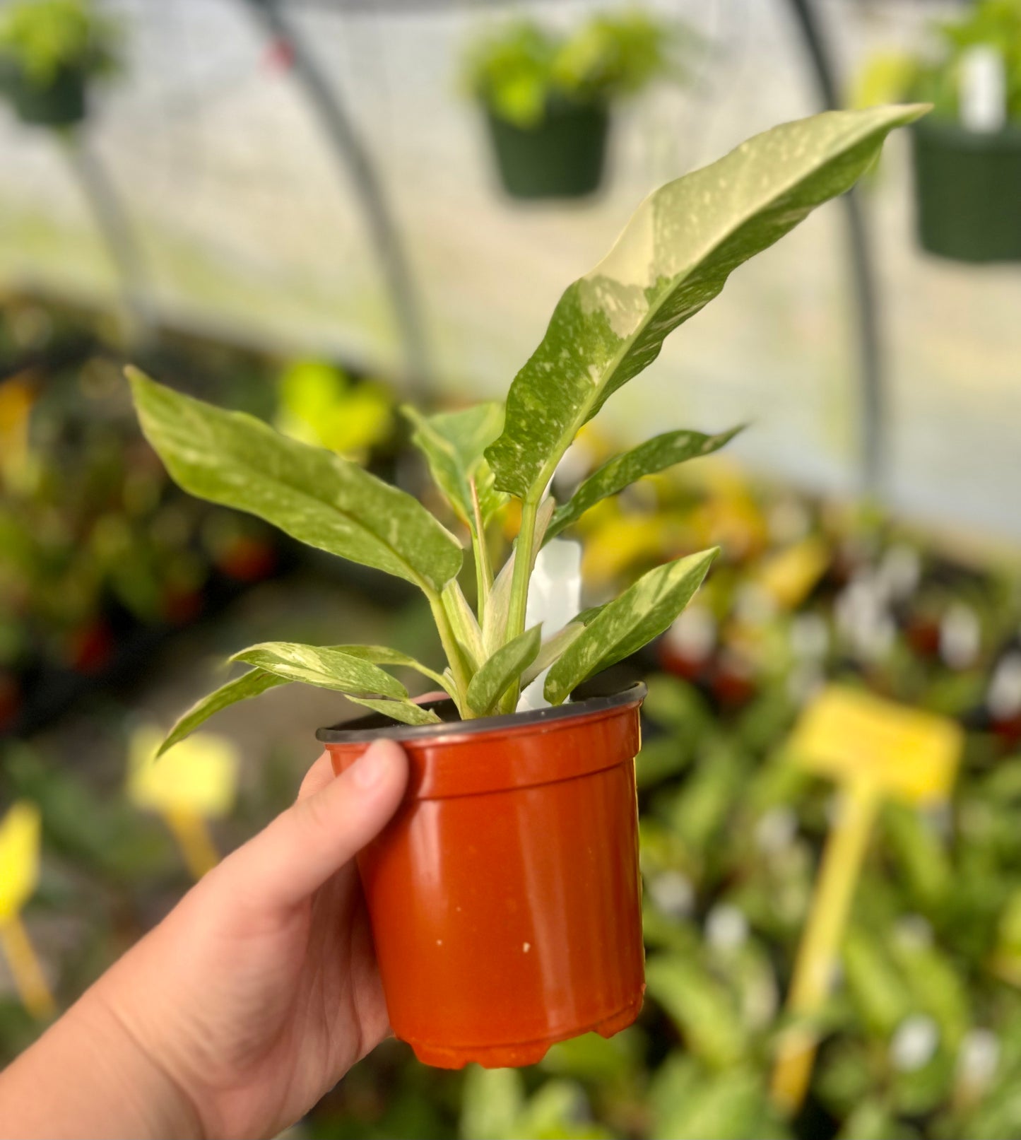 4" Philodendron Ring of Fire