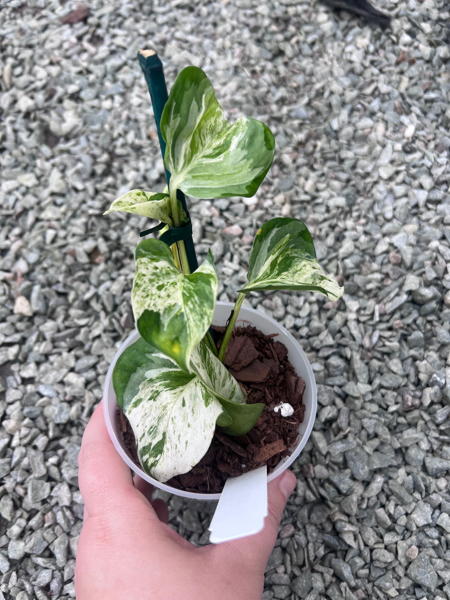 4" Global Japan Variegated