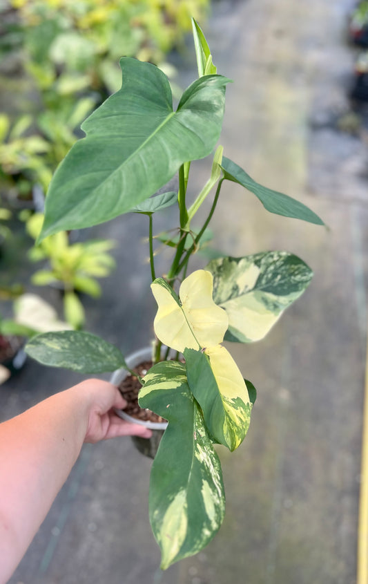 6" Philodendron Bipennifolium Violin Variegated