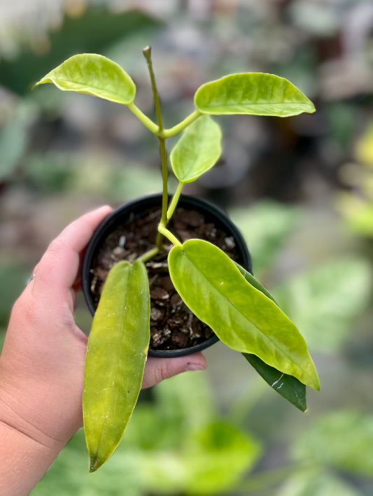 4" Hoya Archboldiana