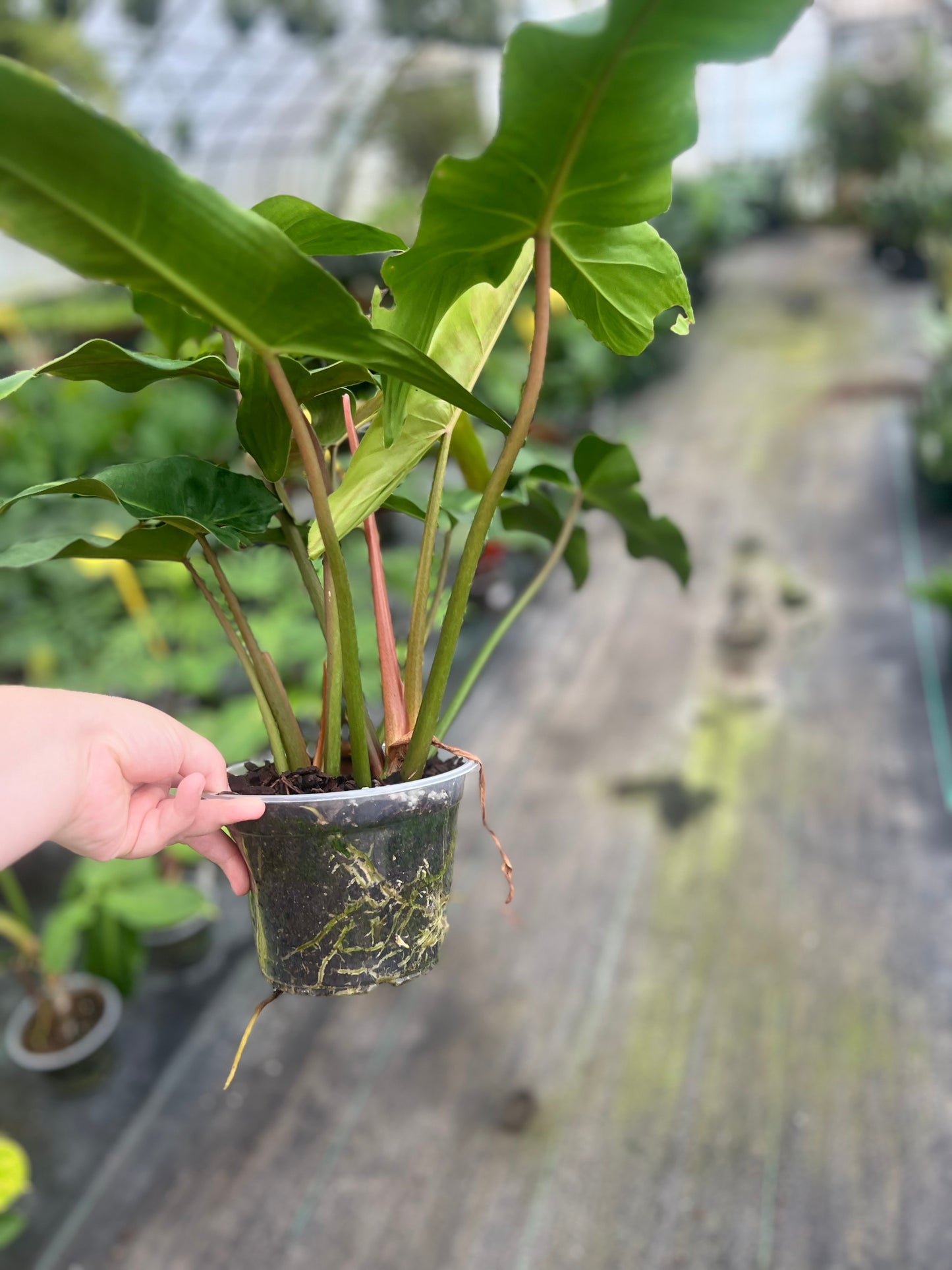 6" Philodendron Mexicanum