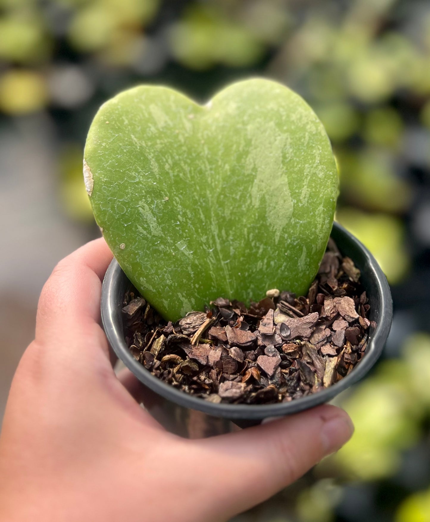 4" Hoya Heart Leaf (single)