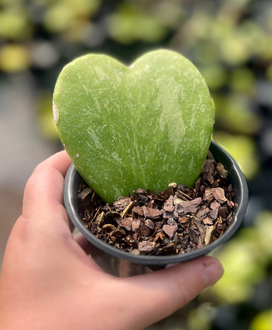 4" Hoya Heart Leaf (single)