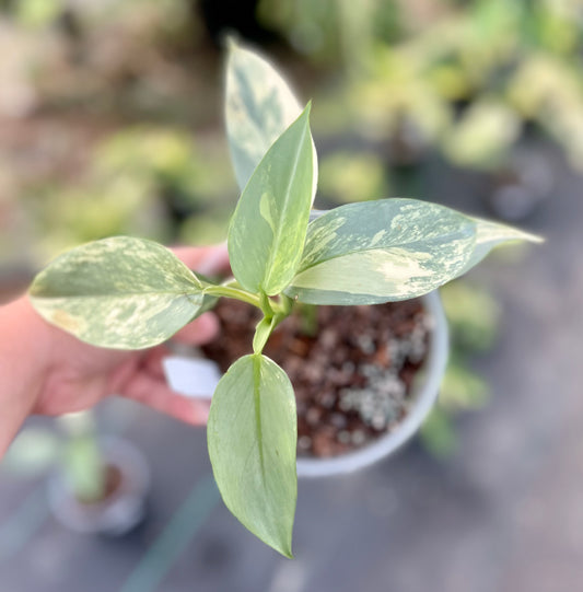 6" Philodendron Variegated Silver Sword