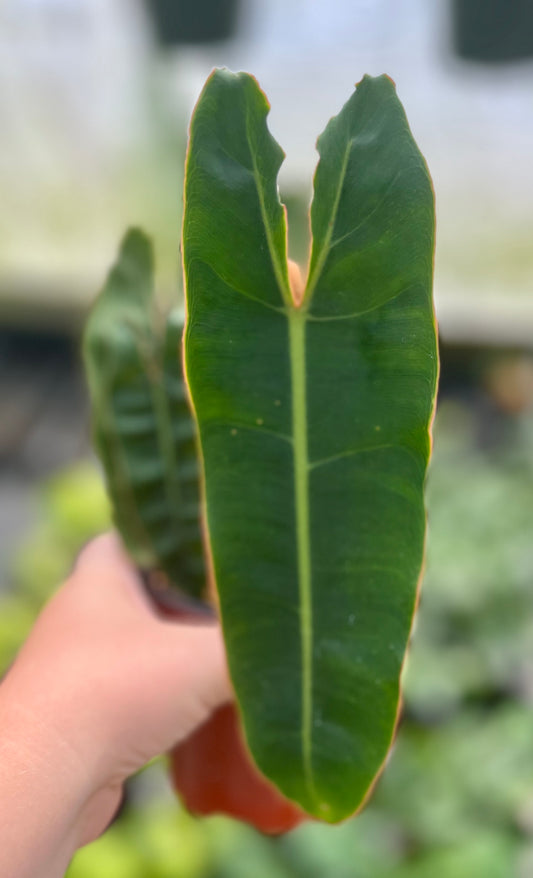 4" Philodendron Billietiae