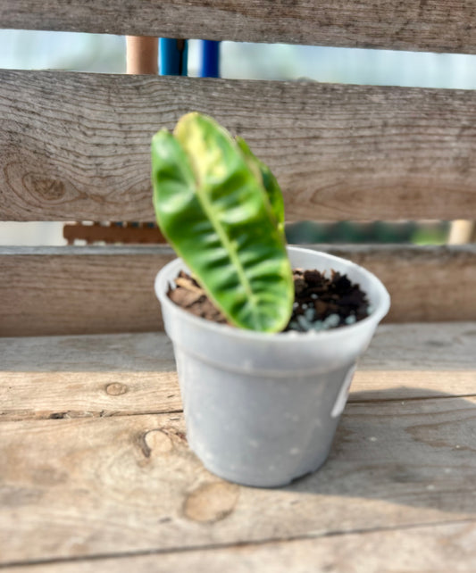 4" Variegated Billietiae