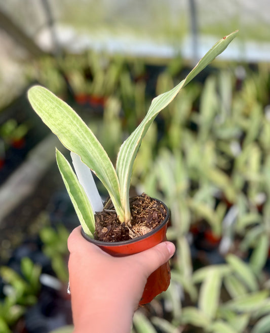 4" Sansevieria slam silver