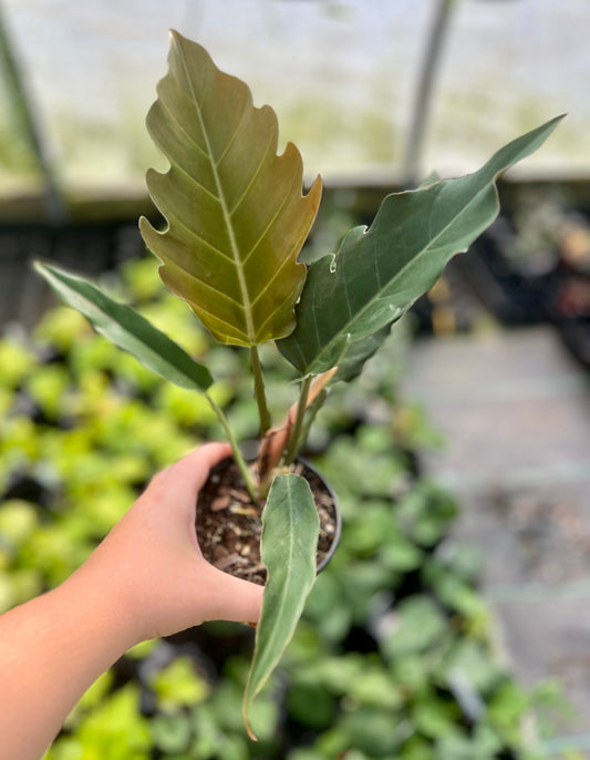4" Philodendron Carmel Pluto