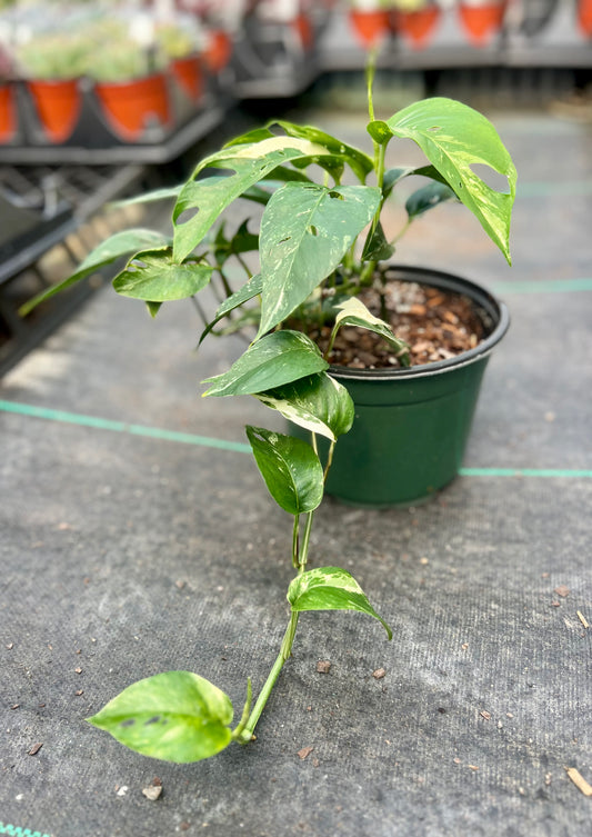6" Epipremnum Pinnatum Variegated