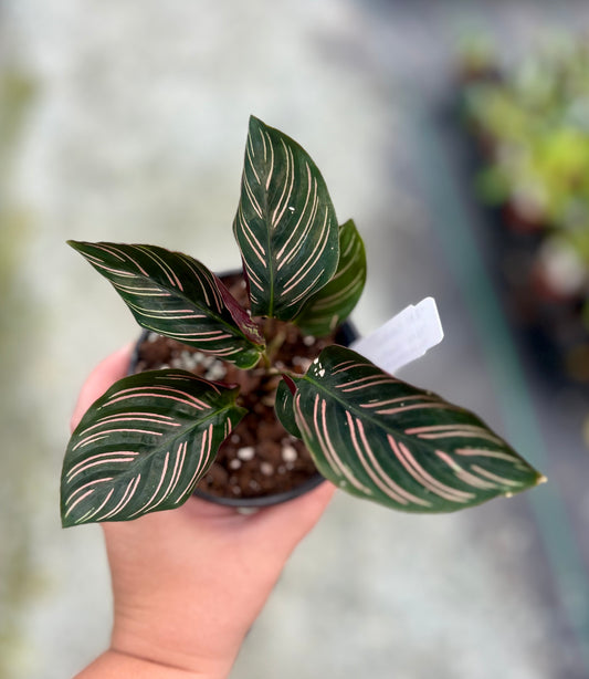 4" Calathea Pinstripe