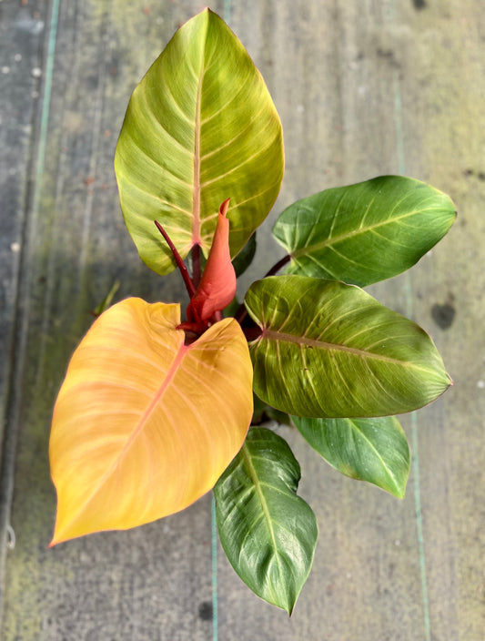 6" Philodendron McColley's