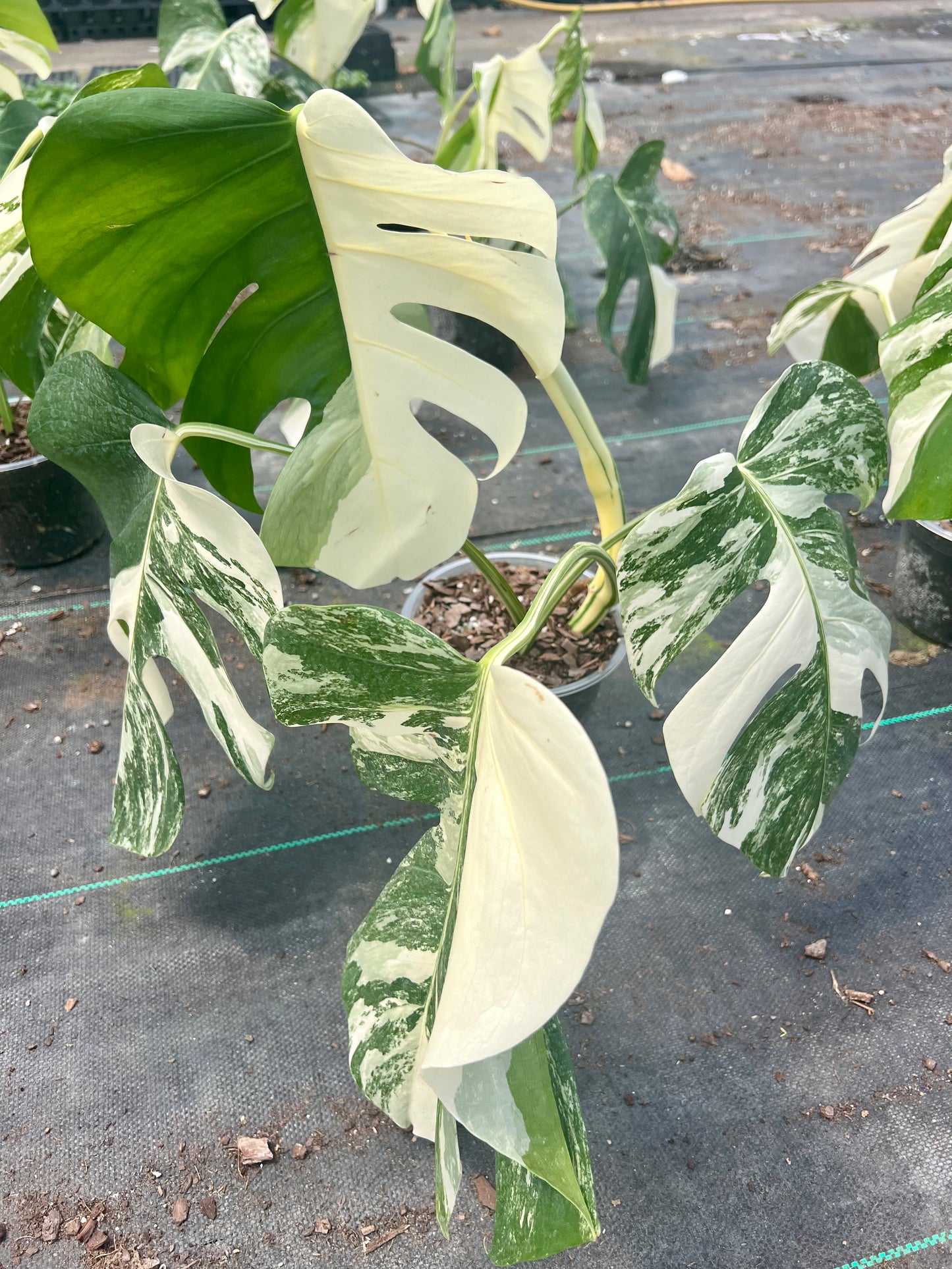 6" Monstera Albo