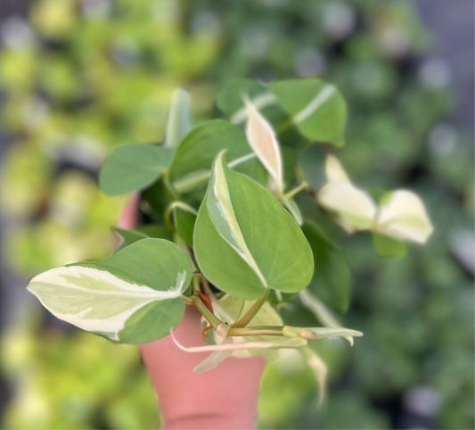 4" Philodendron Silver Stripe