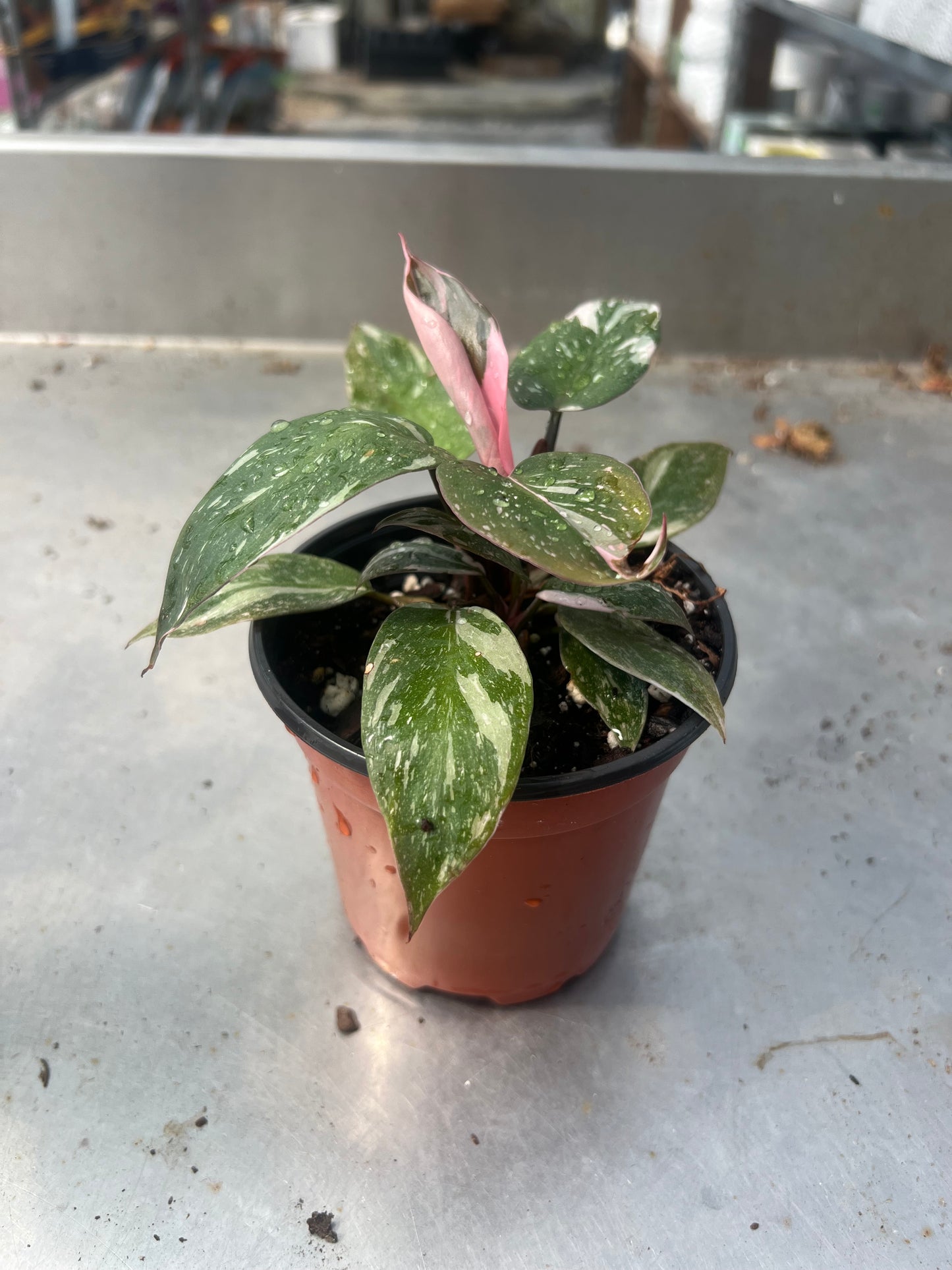 4" Philodendron Pink Princess Marble King