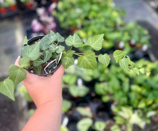 4" Teardrop "Ivy"