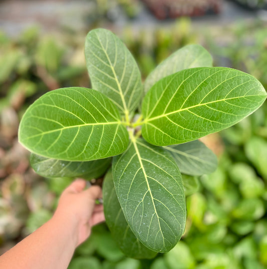 6" Ficus Audrey
