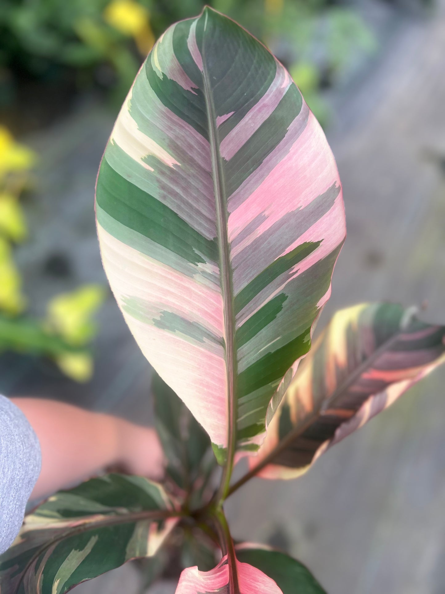 6" Musa Nono Pink Variegated