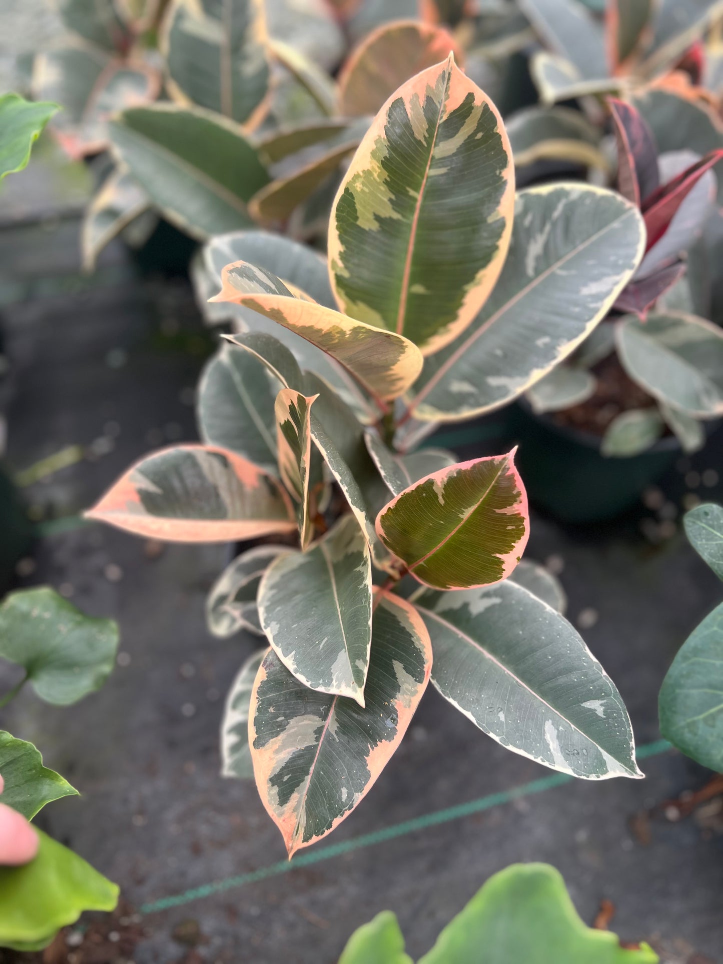 6" Ficus Tineke