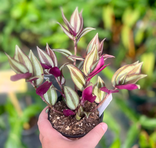 4" Tradescantia Zebrina