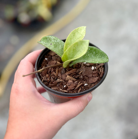 4" Hoya Nova Ghost