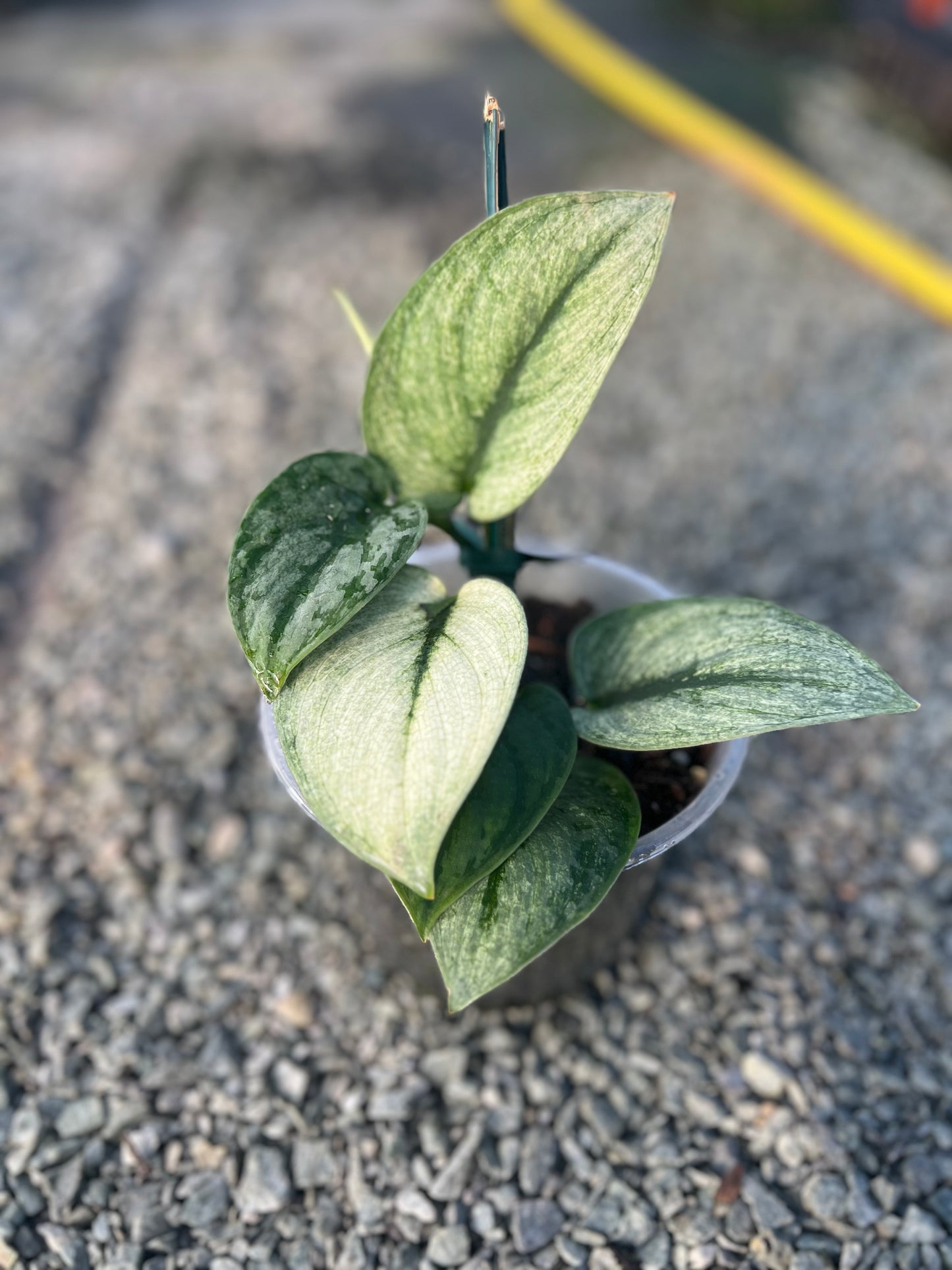 6" Scindapsus Exotica Mint