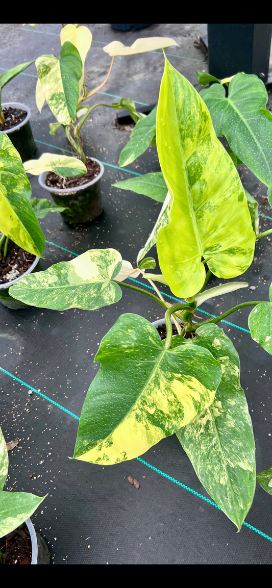 6" Philodendron Domesticum Variegated