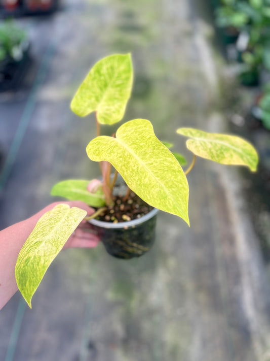 6" Philodendron Painted Lady