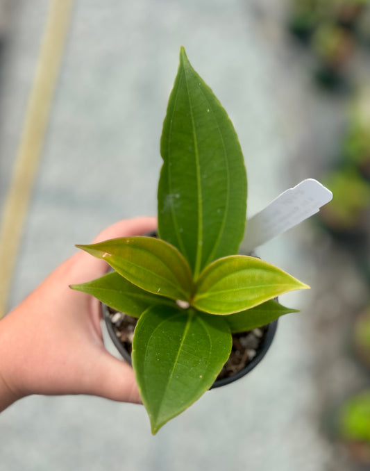 4" Malaysian Orchid
